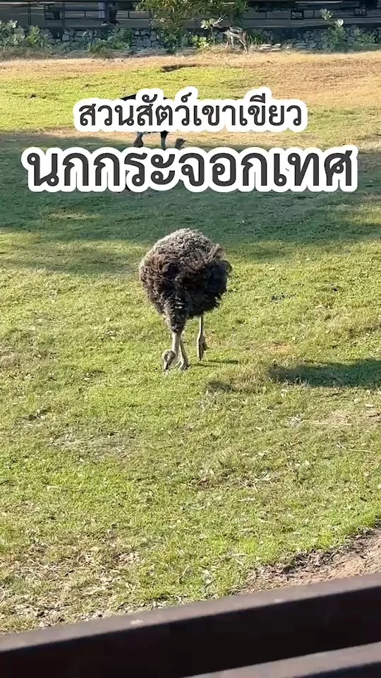 ส่อง นกกระจอกเทศ กำลังจิกอาหารในสนามหญ้า อย่างเพลิดเพลิน สวนสัตว์เปิดเขาเขียว