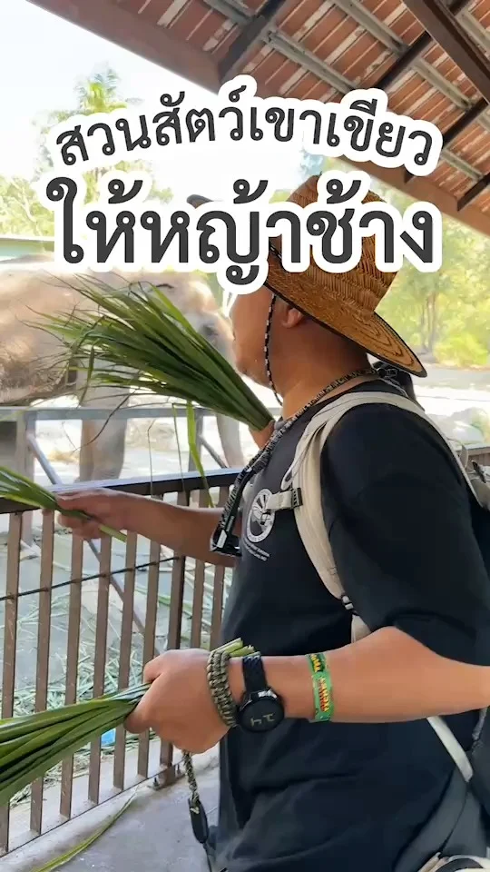 รีวิว ให้อาหารช้าง ที่สวนสัตว์เปิดเขาเขียว น้องกินไม่หยุดเลย!