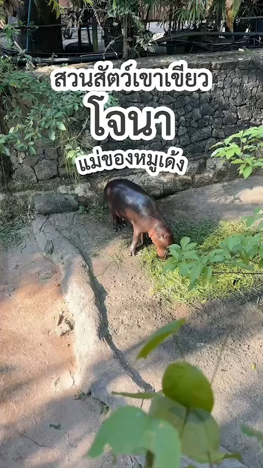 แม่โจนา แม่ของหมูเด้ง ฮิปโปแคะสุดป๊อป แห่งสวนสัตว์เปิดเขาเขียว