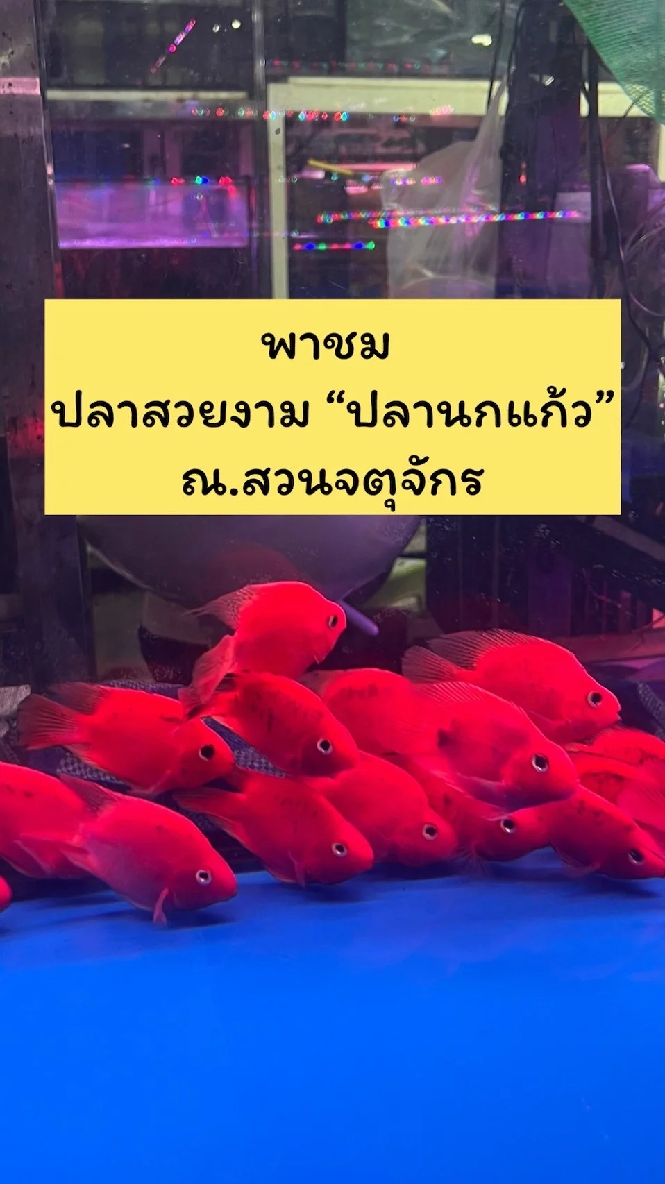 พาชม ปลาสวยงาม “ปลานกแก้ว”สีสันสดใส ที่สวนจตุจักร