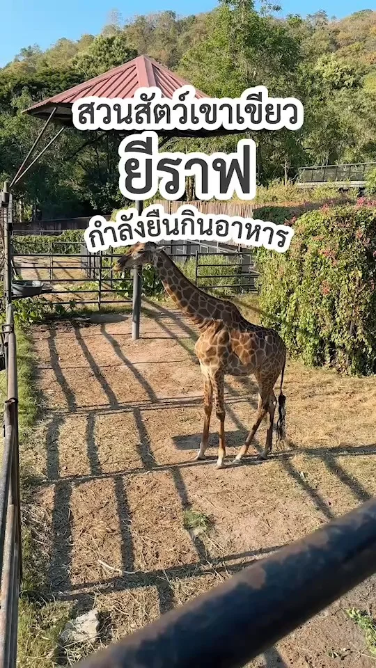 เจ้ายีราฟคอยาว กำลังยืนกินอาหารอย่างสบายใจ ที่สวนสัตว์เปิดเขาเขียว