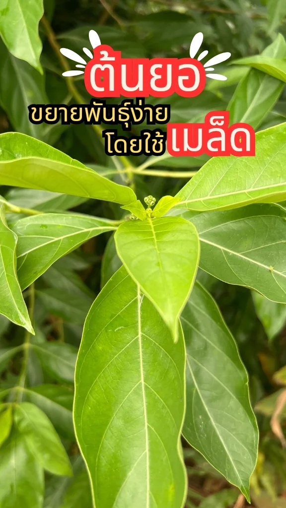 ต้นยอ ไม้มงคล ยอดอ่อนนำไปประกอบอาหารได้ ปลูกง่ายด้วยเมล็ด