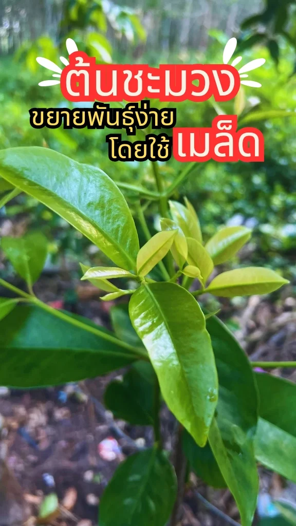 ชวนรู้จักต้นชะมวง ยอดอ่อนนำไปประกอบอาหารได้ ปลูกง่ายด้วยเมล็ด