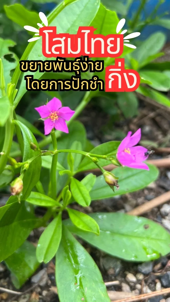 ชวนรู้จักต้นโสมไทย ยอดอ่อนนำไปประกอบอาหารได้ ปลูกง่ายมาก ๆ