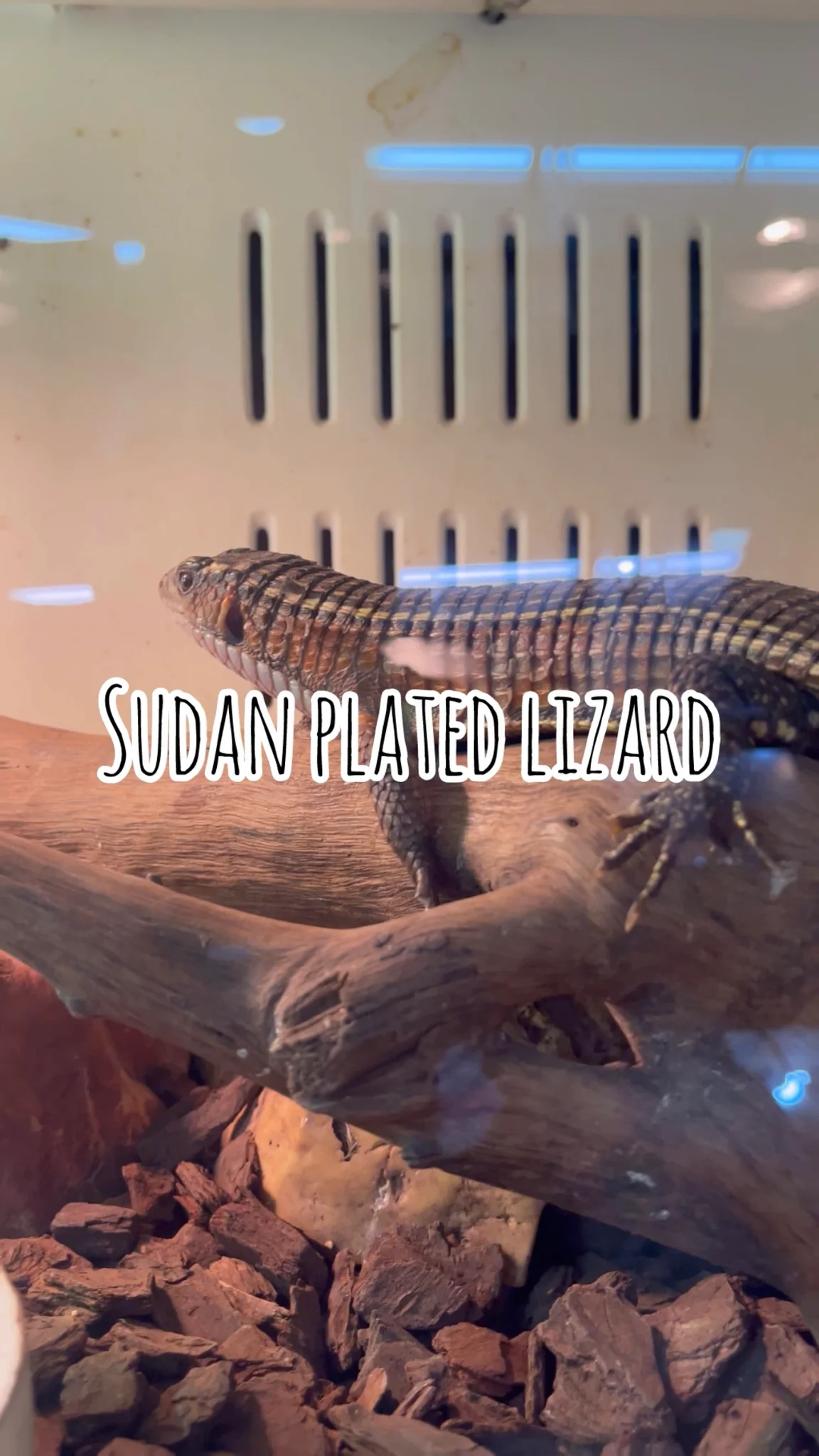 พาชมสัตว์แปลก “Sudan plated lizard” Thai Exotic Pets Studio @The Mixt