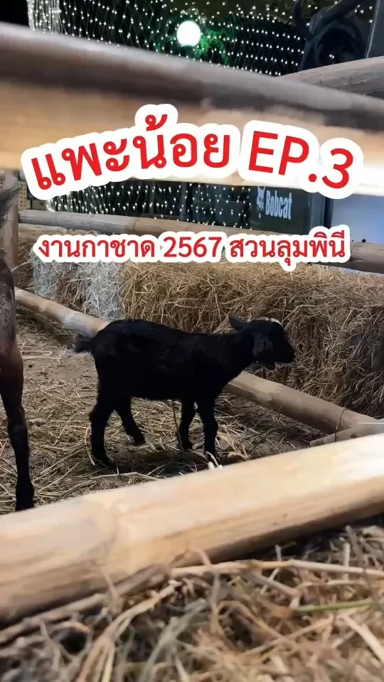 เจ้าแพะดำ ตัวเล็กปุ๊กปิ๊ก เดินต๊อกแต๊ก งานกาชาด 2567 สวนลุมพินี