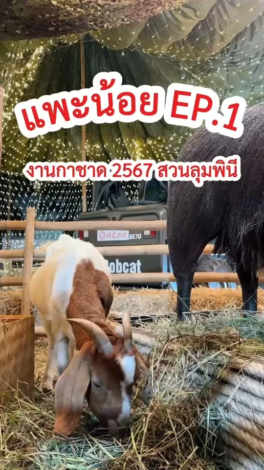 แพะน้อยกลอยใจ กินหญ้าไม่หยุด งานกาชาด 2567 สวนลุมพินี