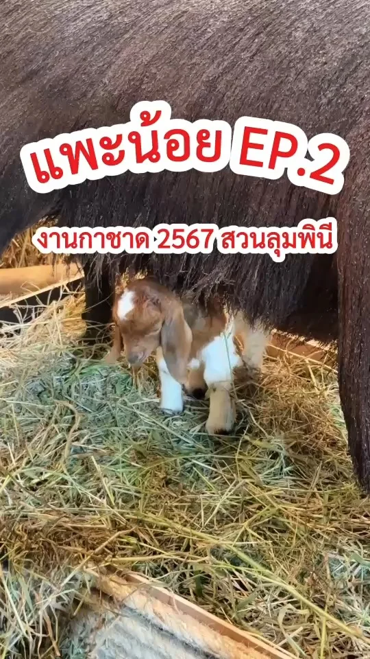เจ้าแพะตัวเล็ก ขนฟู ติดแม่ไม่ห่าง น่ารักน่าเอ็นดู งานกาชาด 2567 สวนลุมพินี