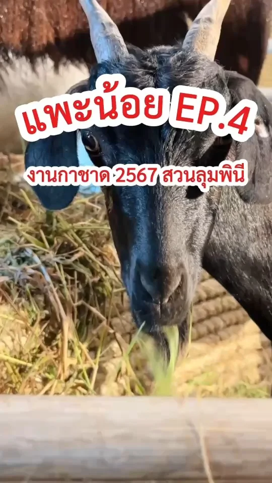 แพะเด็กหนุ่มตาใส กำลังกินหญ้า งานกาชาด 2567 สวนลุมพินี