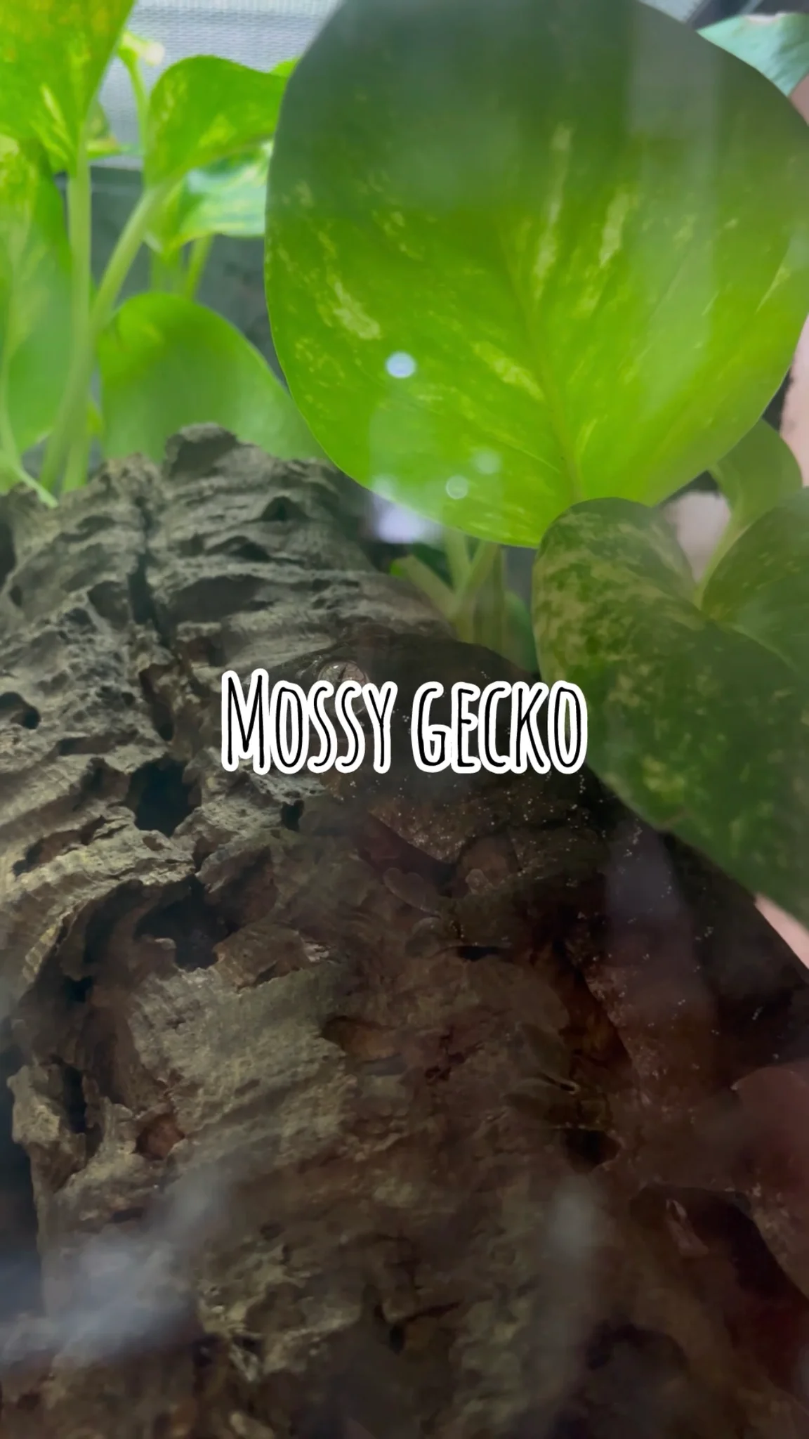 พาชมสัตว์แปลก “Mossy gecko” Thai Exotic Pets Studio @The Mixt