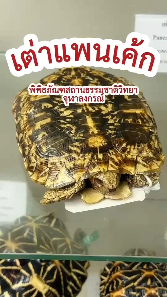 ส่อง เต่าแพนเค้ก เต่าบกชื่อน่ารัก ตัวแบน คล่องตัวรวดเร็ว