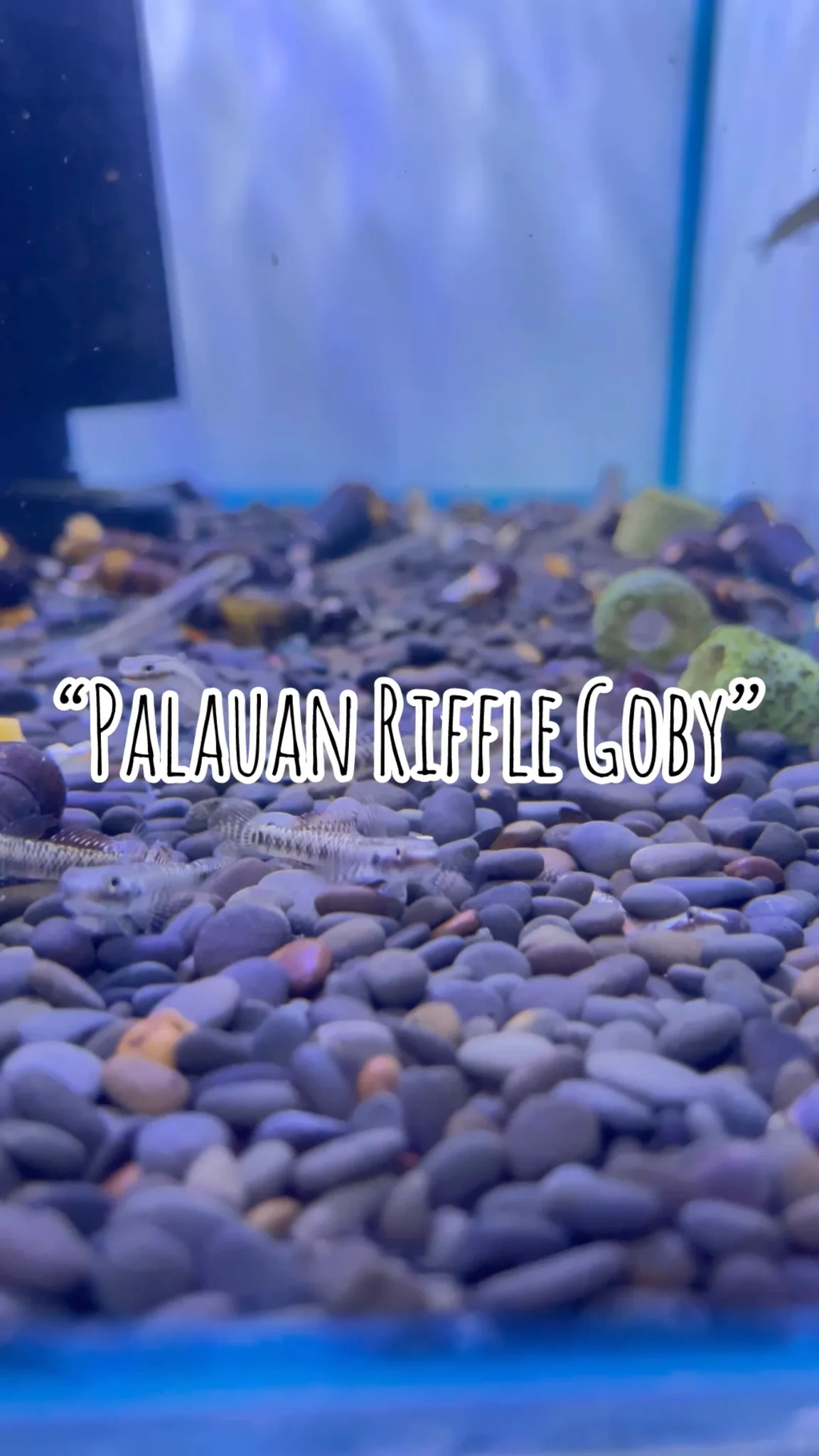 พาชมปลาสวยงาม “Palauan riffle goby” Atlas aquctic @จตุจักร