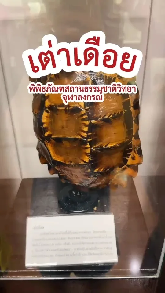 กระดองเต่าเดือย หรือ เต่าควะ ตัวจริงมีเดือยเหมือนไก่?