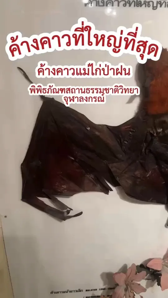 ค้างคาวแม่ไก่ป่าฝน ค้างคาวที่ใหญ่ที่สุด ที่ พิพิธภัณฑสถานธรรมชาติวิทยา ม.จุฬา