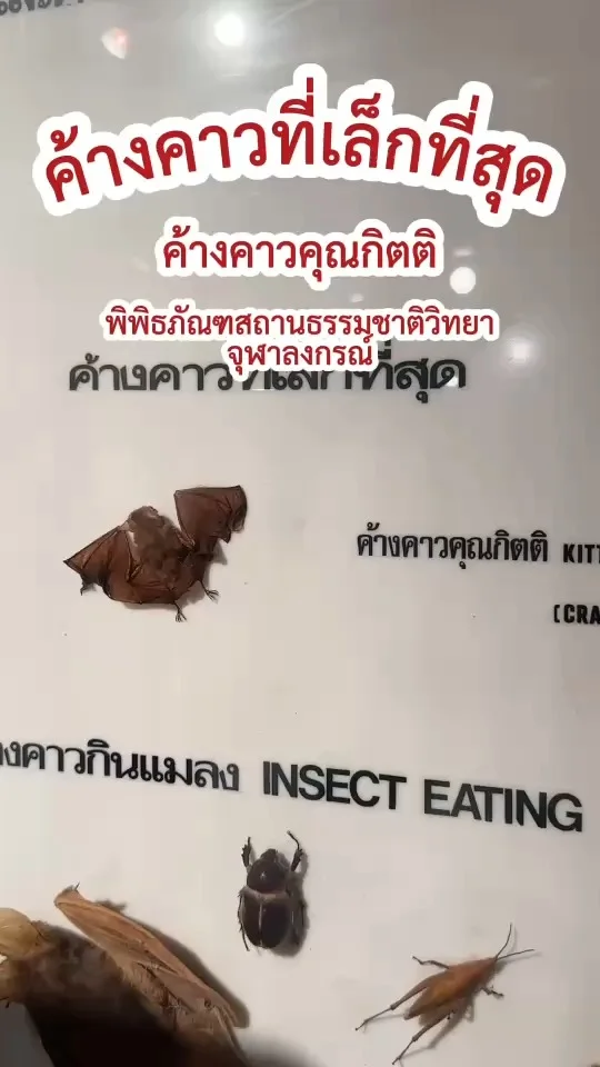 ค้างคาวคุณกิตติ ค้างคาวขนาดเล็กที่สุด ที่ พิพิธภัณฑสถานธรรมชาติวิทยา ม.จุฬา