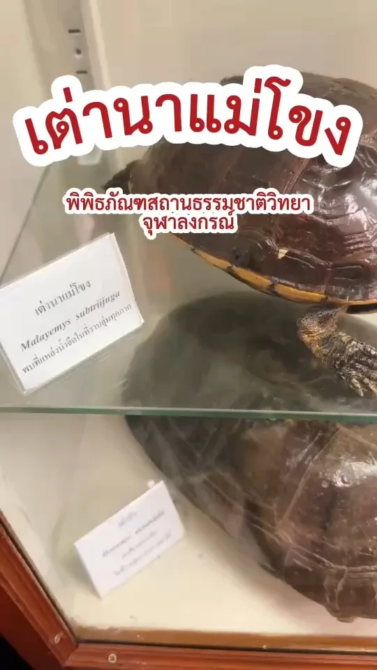 ดู เต่านาแม่โขง เต่านาอีสานลุ่มแม่น้ำโขง ที่ พิพิธภัณฑสถานธรรมชาติวิทยา ม.จุฬา