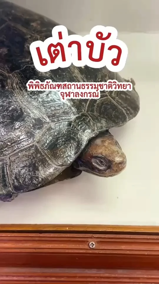 เต่าบัว หรือ เต่าชายน้ำ สัตว์ป่าคุ้มครอง ที่ พิพิธภัณฑสถานธรรมชาติวิทยา ม.จุฬา