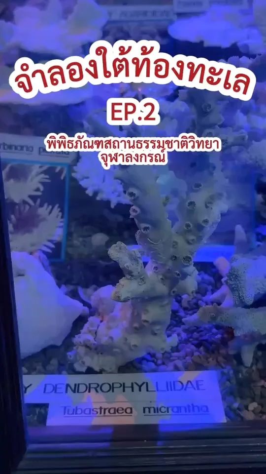 จำลองใต้ท้องทะเล EP.2 รวมหอย ปะการัง พิพิธภัณฑสถานธรรมชาติวิทยา ม.จุฬา