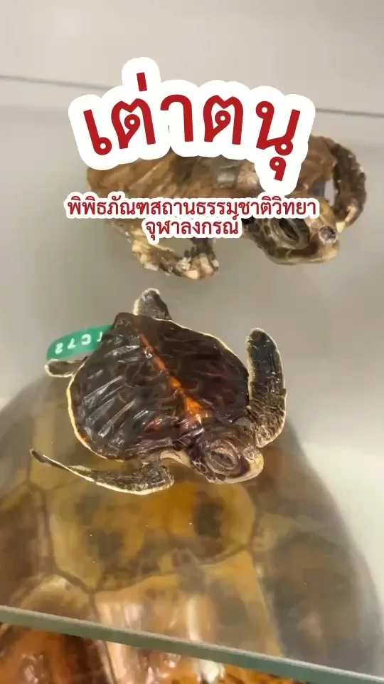 เต่าตะนุ เต่าทะเล สัตว์น้ำขนาดเล็ก ที่ พิพิธภัณฑสถานธรรมชาติวิทยา ม.จุฬา