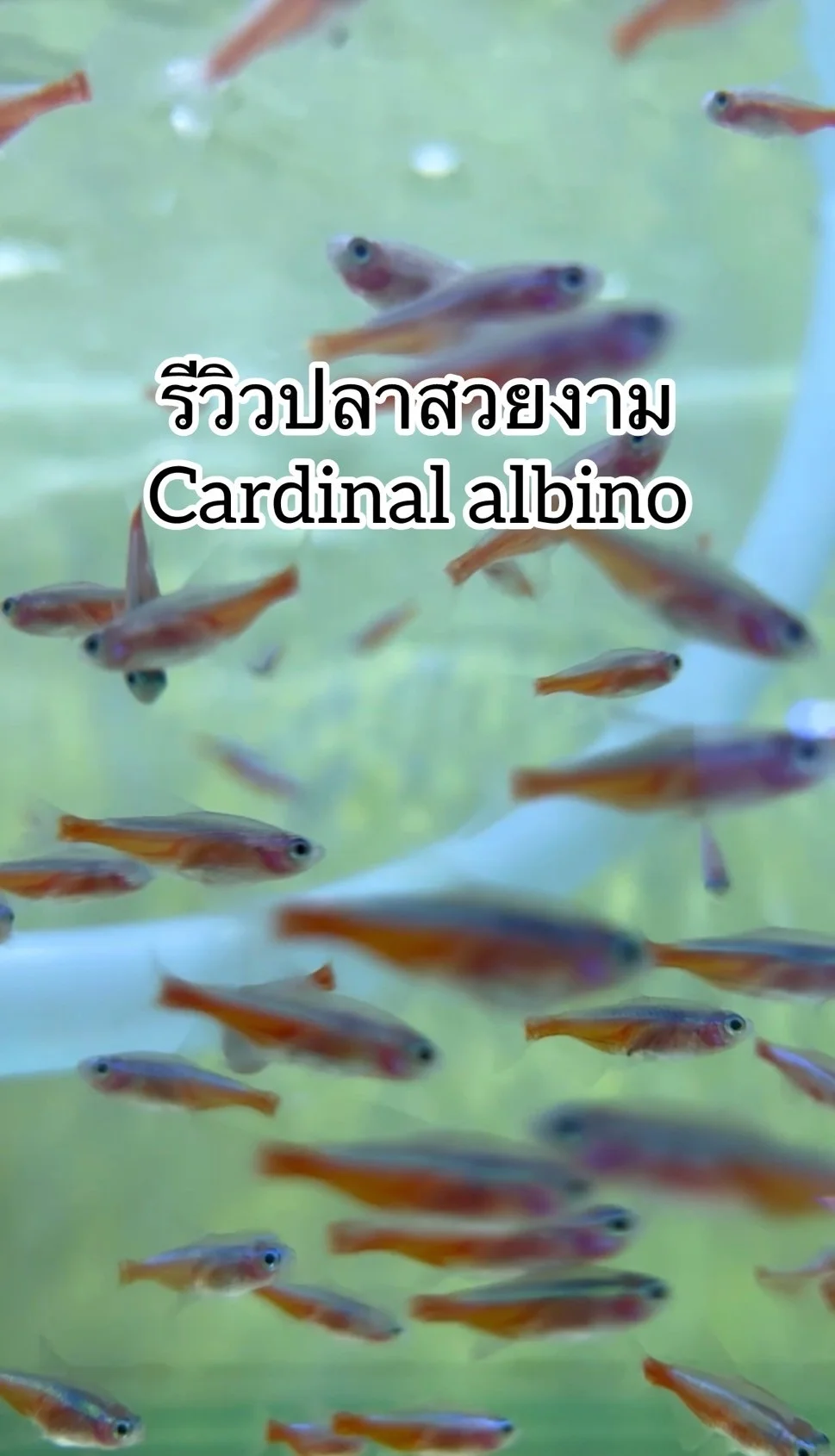 รีวิวปลาสวยงามสายพันธุ์ Cardinal albino หน้าตาน่ารักสีสวย