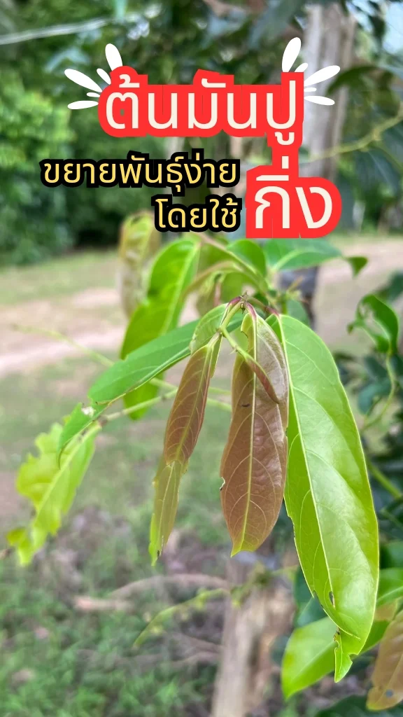 ต้นมันปู ยอดมันปู นำไปเป็นอาหารได้ ปลูกง่ายด้วยเมล็ดและกิ่ง