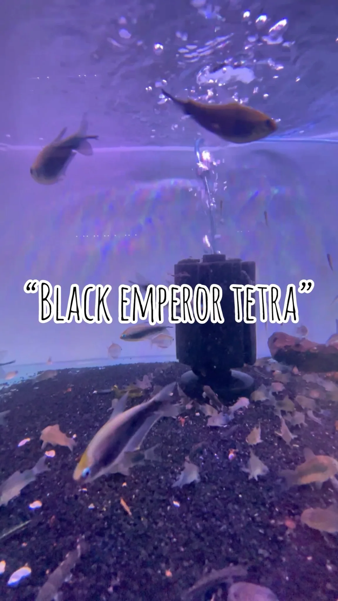 พาชมปลาสวยงาม “Black Emperor Tetra” Atlas aquctic @จตุจักร
