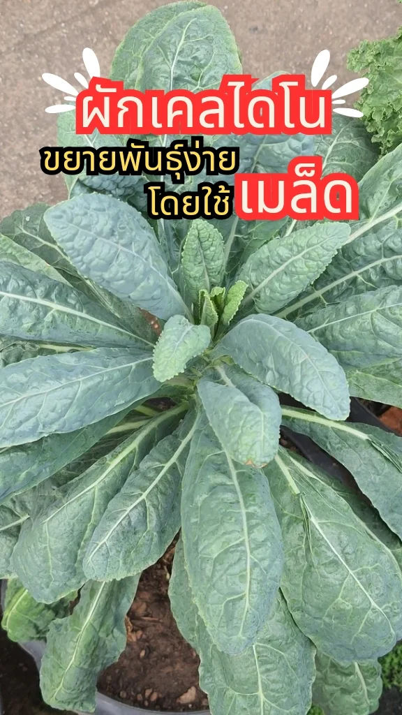 รู้จักต้นเคล หรือ เคลไดโนเสาร์ ผักสลัด นำไปประกอบอาหารได้ ปลูกง่ายมาก