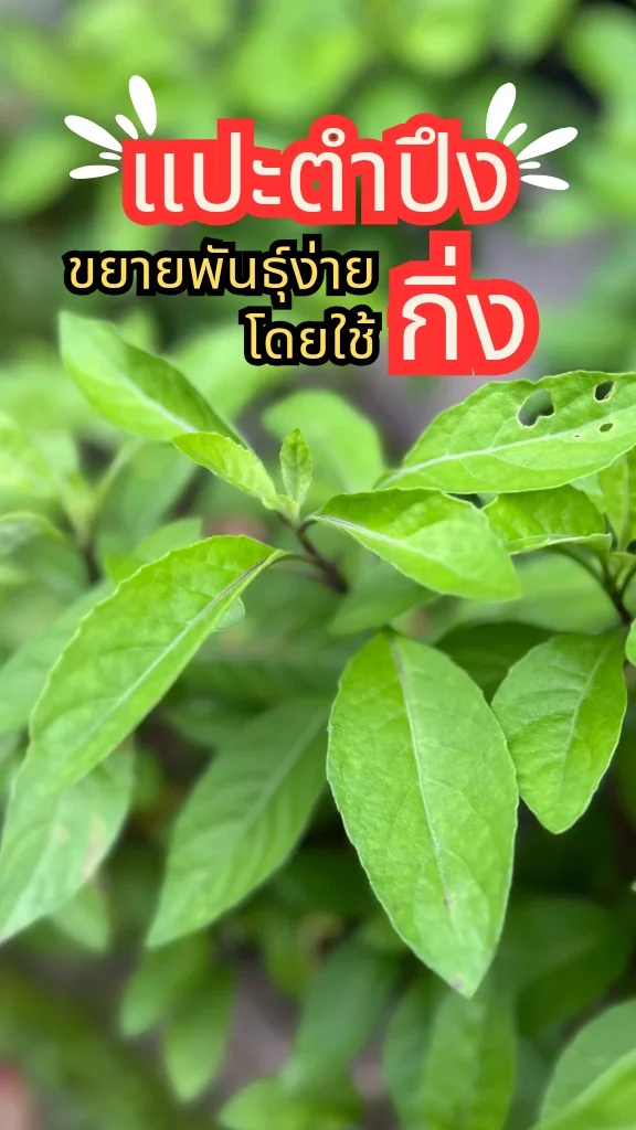 ชวนรู้จักต้นแปะตำปึง ยอดอ่อนนำไปรับประทานได้ ปลูกง่ายมาก ๆ ด้วยกิ่งปักชำ