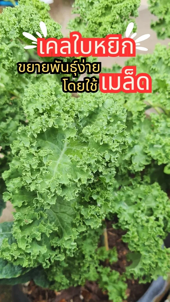 รู้จักต้นเคลใบหยิก ผักสลัด นำไปประกอบอาหารได้ ปลูกง่ายมาก ๆ