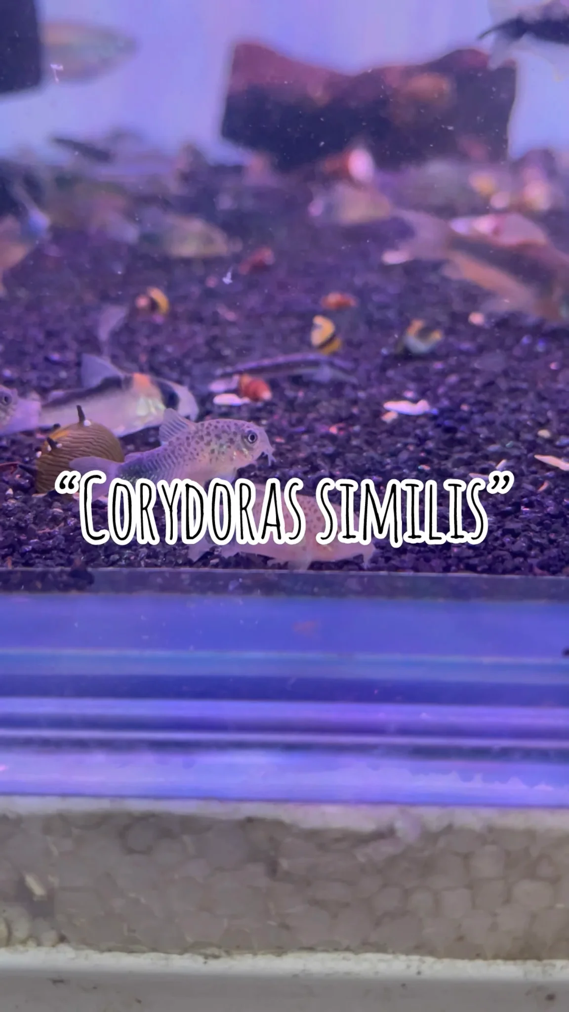 พาชมปลาสวยงาม “Corydoras similis” Atlas aquctic @จตุจักร