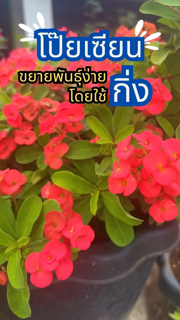 ทริคการปลูกต้นโป๊ยเซียน ดอกสีแดงสดใส วิธีขยายพันธุ์ปักชำกิ่ง