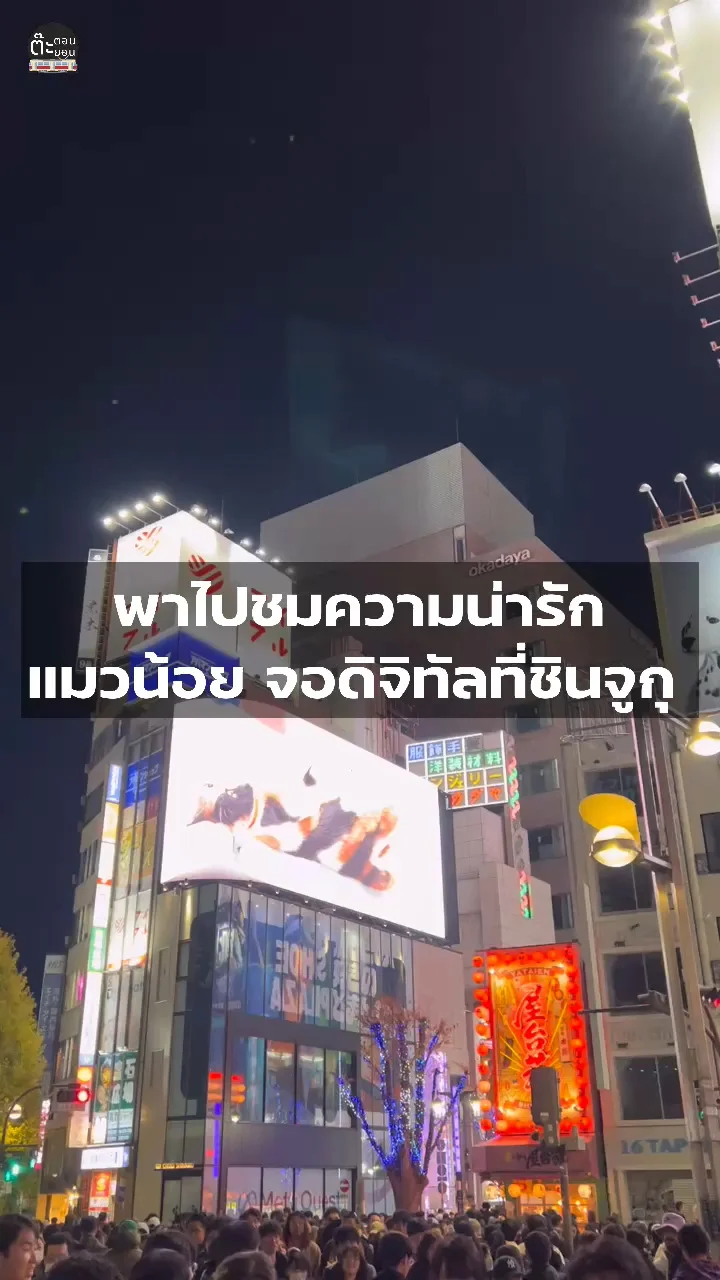 พาไปชมความน่ารักของเจ้าแมวน้อย ในจอดิจิทัลที่ชินจูกุ