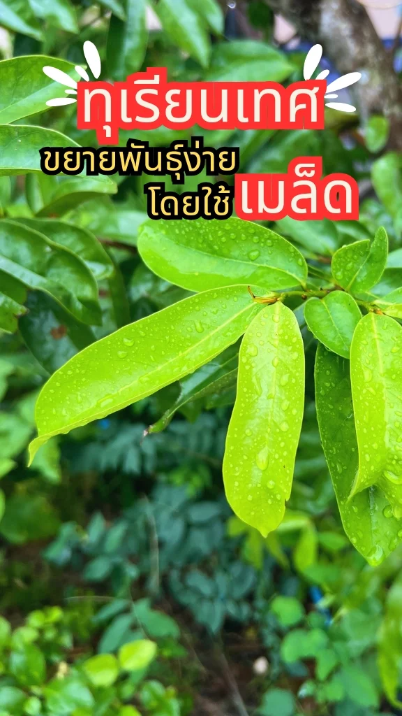 รู้จักต้นทุเรียนเทศ ทุเรียนน้ำ ผลไม้ปลูกง่าย ขยายพันธุ์ง่ายด้วยเมล็ด