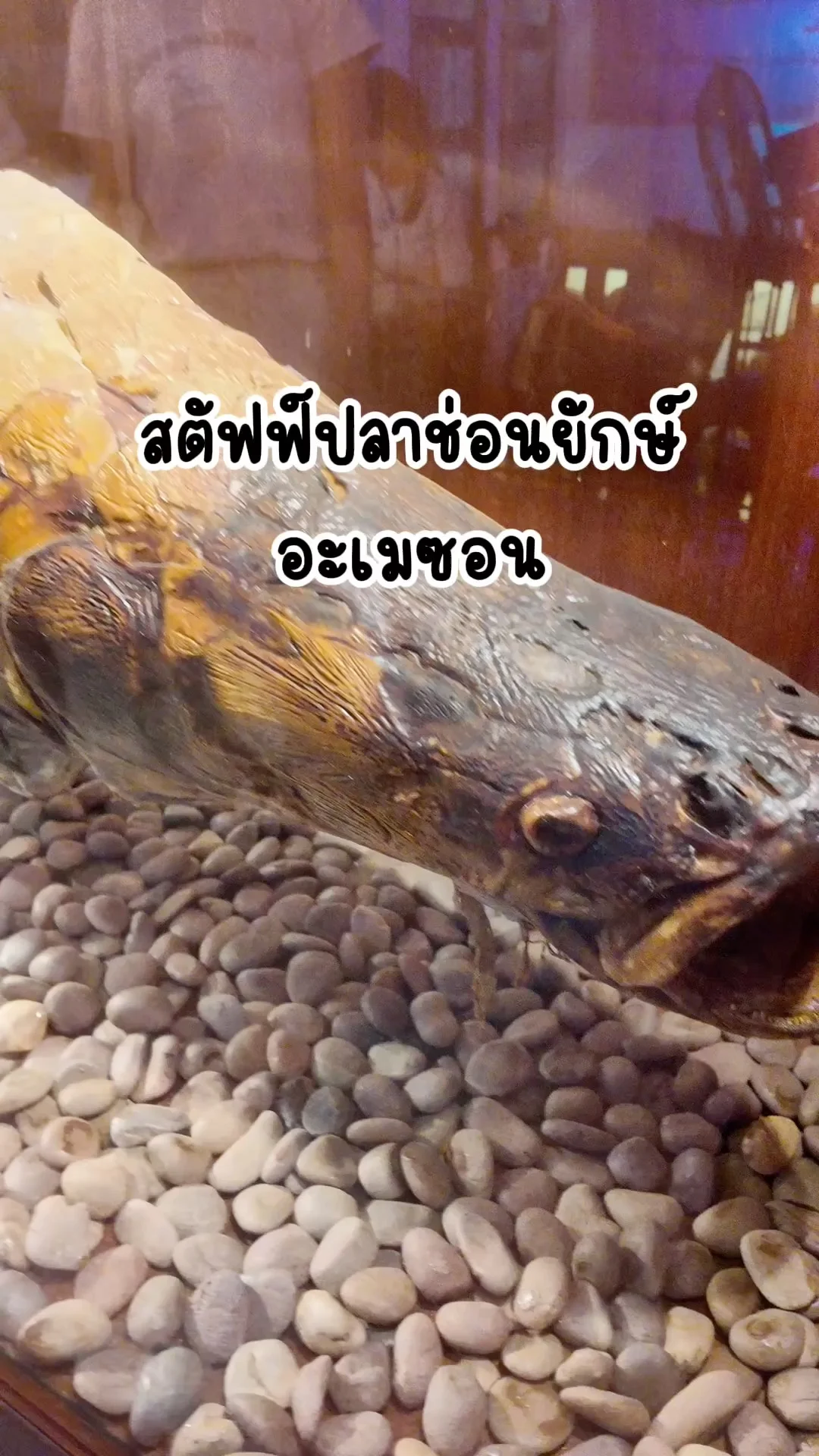 พาชมสตัฟฟ์ปลาช่อนยักษ์ อะเมซอน ที่พิพิธภัณฑ์สถานธรรมชาติวิทยา จุฬาฯ