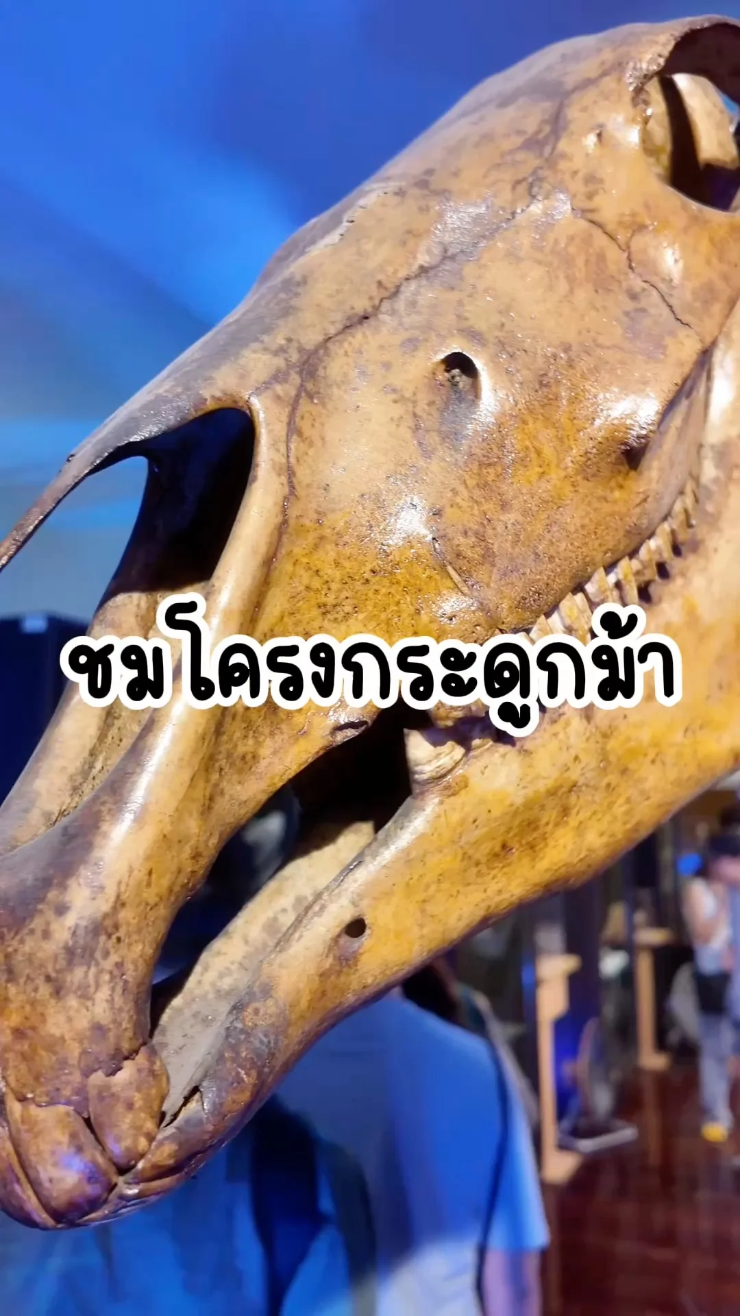 พาชมศึกษาโครงกระดูกม้า ที่พิพิธภัณฑ์สถานธรรมชาติวิทยา จุฬาฯ