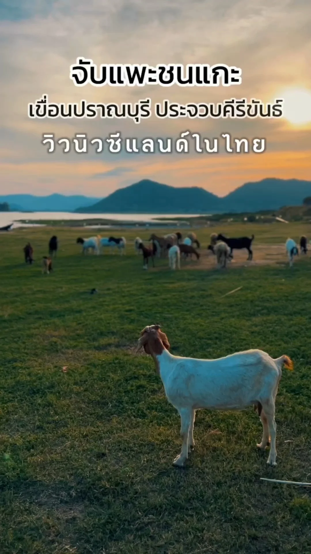 จับแพะชนแกะ เขื่อนปราณบุรี ประจวบคีรีขันธ์ ที่ถ่ายรูปวิวนิวซีแลนด์เมืองไทย