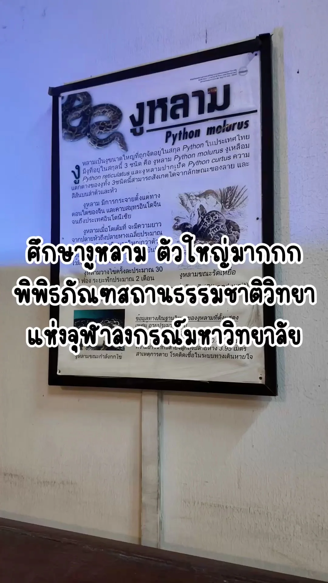 พาชมงูหลามตัวใหญ่มากกก ที่พิพิธภัณฑ์สถานธรรมชาติวิทยา จุฬาฯ