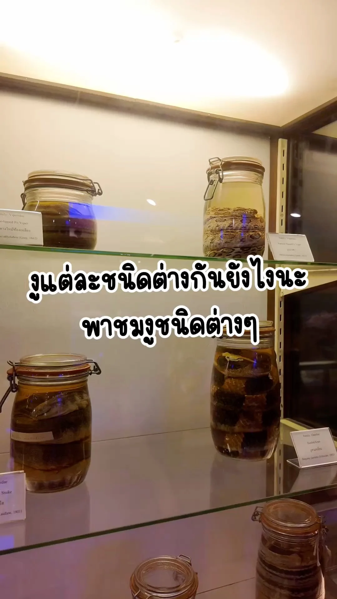 พาชมงูชนิดต่างๆ ที่พิพิธภัณฑ์สถานธรรมชาติวิทยา จุฬาฯ