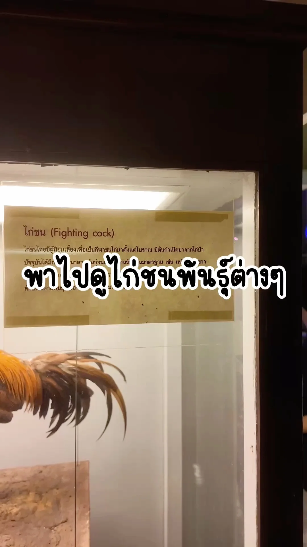 พาปดูไก่ชนพันธุ์ต่างๆ ที่พิพิธภัณฑ์สถานธรรมชาติวิทยา จุฬาฯ