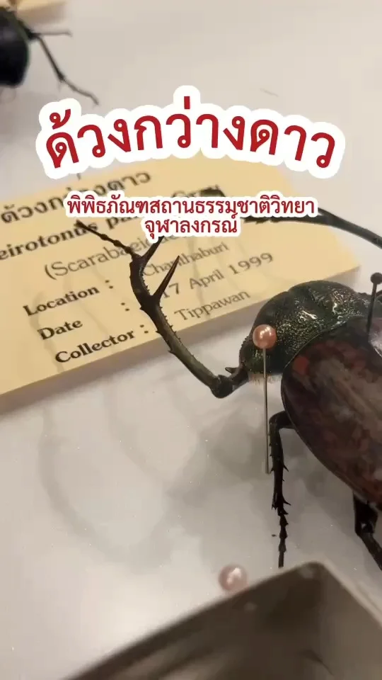 ด้วงกว่างดาว แมลงปีกแข็งน่าทึ่ง ตัวใหญ่ ความสวยงามในโลกของแมลง