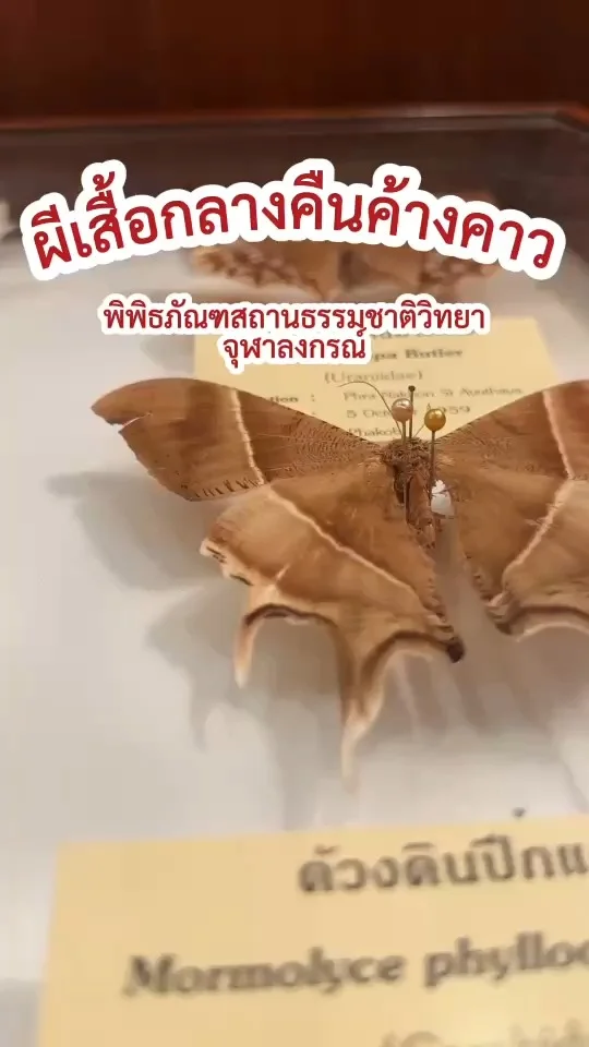 ผีเสื้อกลางคืนค้างคาว Lyssa Zampa ความมหัศจรรย์ในสัตว์ปีก