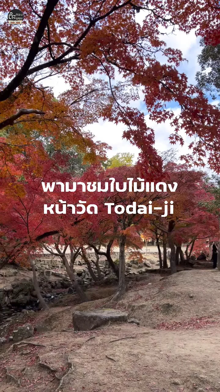 พาไปชมใบไม้แดง ที่หน้าวัด Todai-Ji จังหวัดนารา ญี่ปุ่น