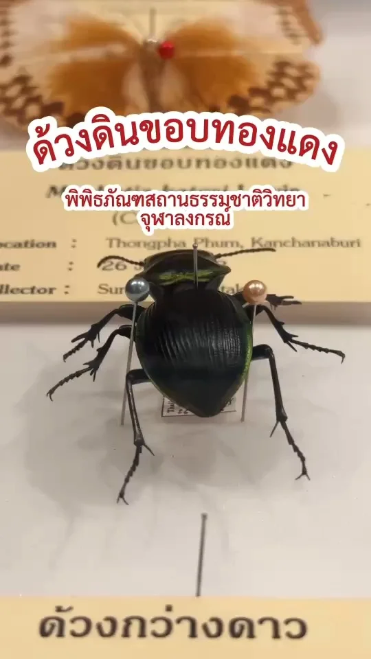 ด้วงดินขอบทองแดง Mouhotia batesi สัตว์ป่าคุ้มครอง หายาก ใกล้สูญพันธุ์