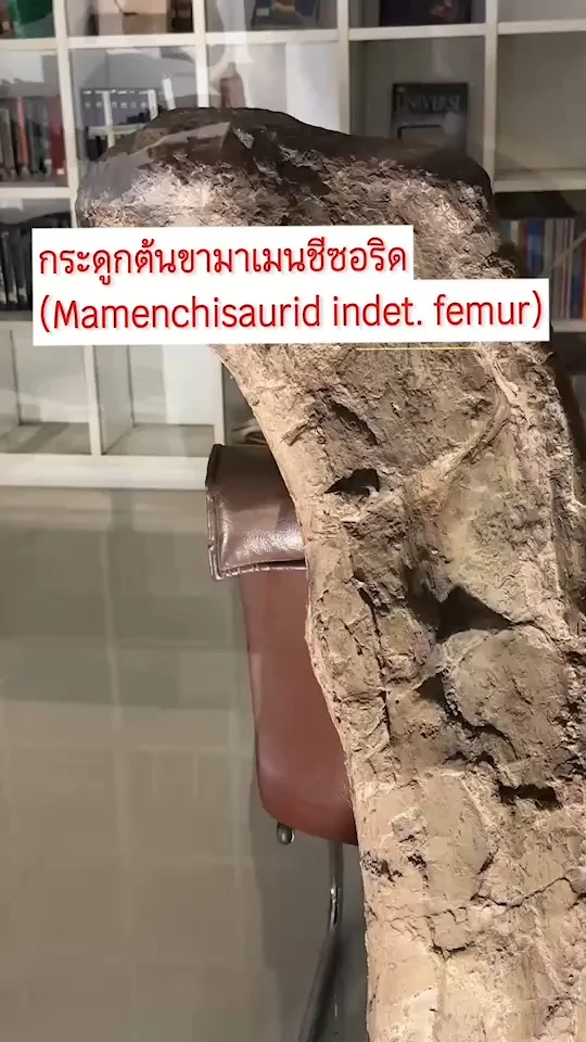 กระดูกต้นขามาเมนชีซอริด ไดโนเสาร์กินพืชที่คอยาวที่สุด พบที่กาฬสินธุ์