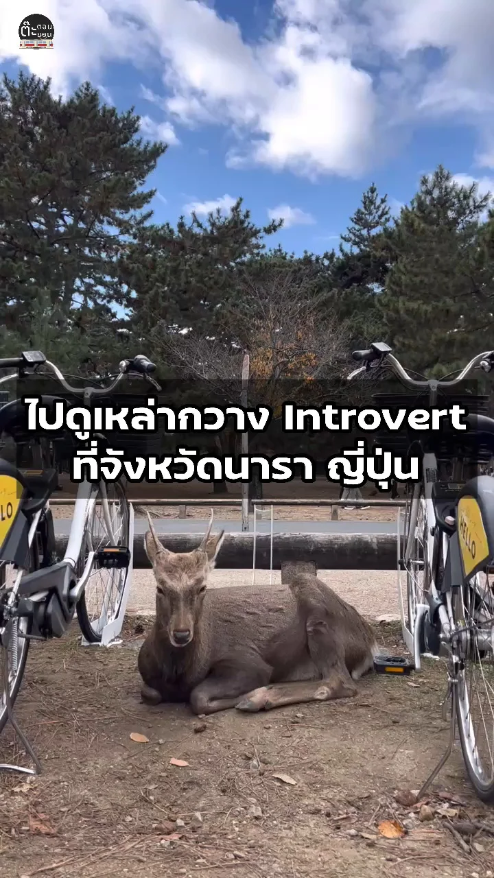 ไปดูเหล่ากวางที่ Introvert กัน จังหวัดนารา ประเทศญี่ปุ่น