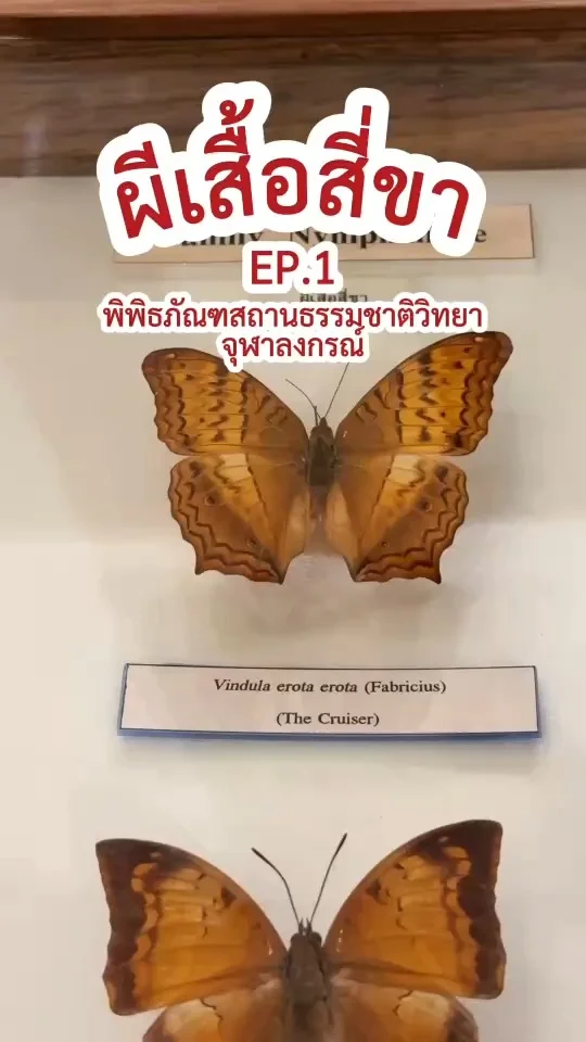 รวมผีเสื้อสี่ขา EP.1 พาสำรวจโลกของผีเสื้อสวยงาม ที่ ม.จุฬา