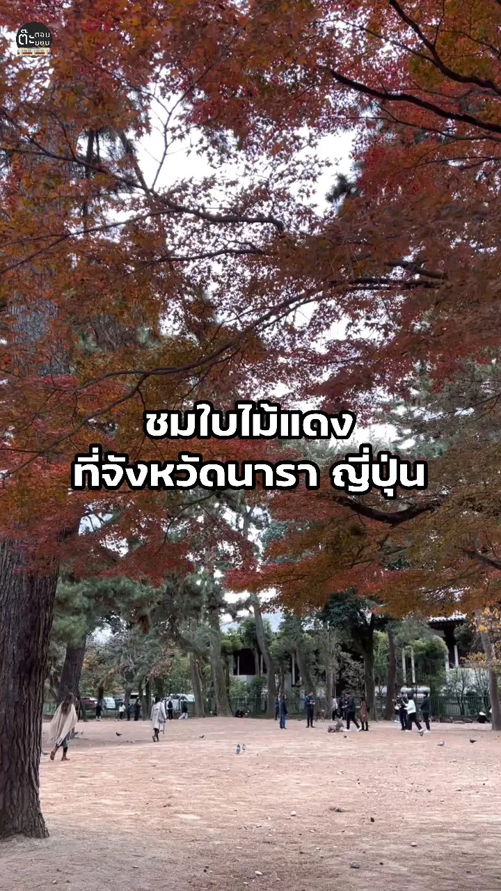 พาไปชมใบไม้แดงสวยๆ ที่จังหวัดนารา ประเทศญี่ปุ่น