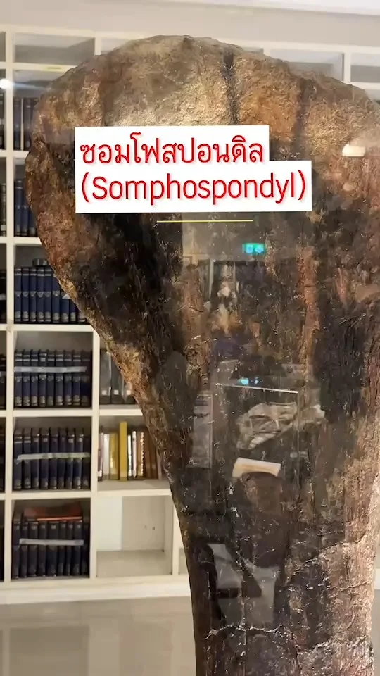 ซอมโฟสปอนดิล Somphospondyli ไดโนเสาร์คอยาวกินพืช ขุดพบที่จ.ชัยภูมิ