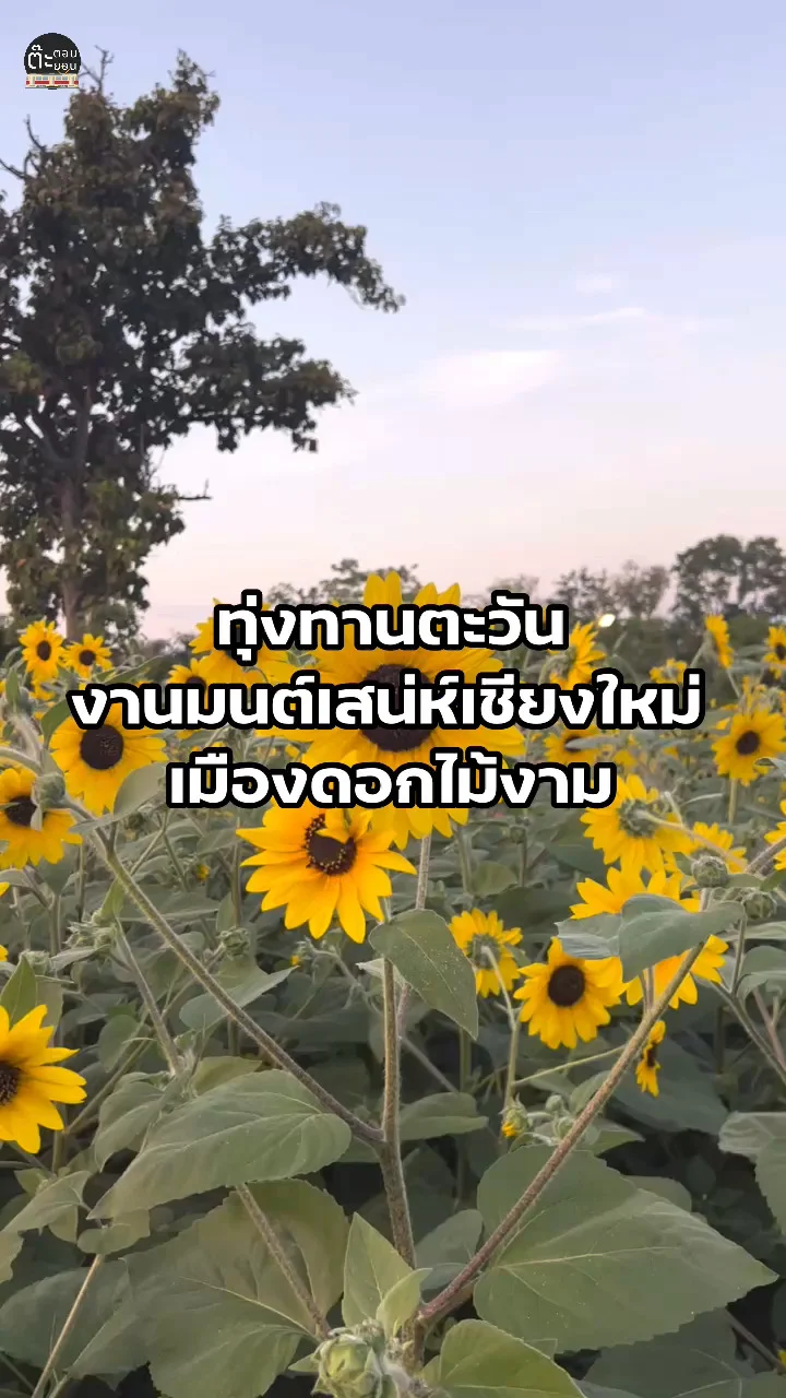 ทุ่งทานตะวัน แสนสดใส ในงานมนต์เสน่ห์เชียงใหม่ เมืองดอกไม้งาม