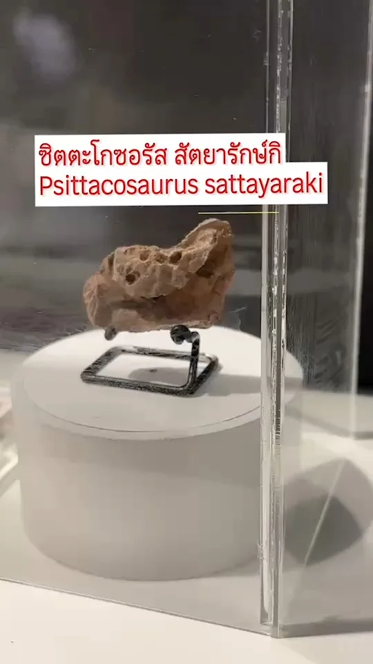 ซิตตะโกซอรัส สัตยารักษ์กิ Psittacosaurus sattayaraki เป็นไดโนเสาร์กินพืชขนาดเล็ก